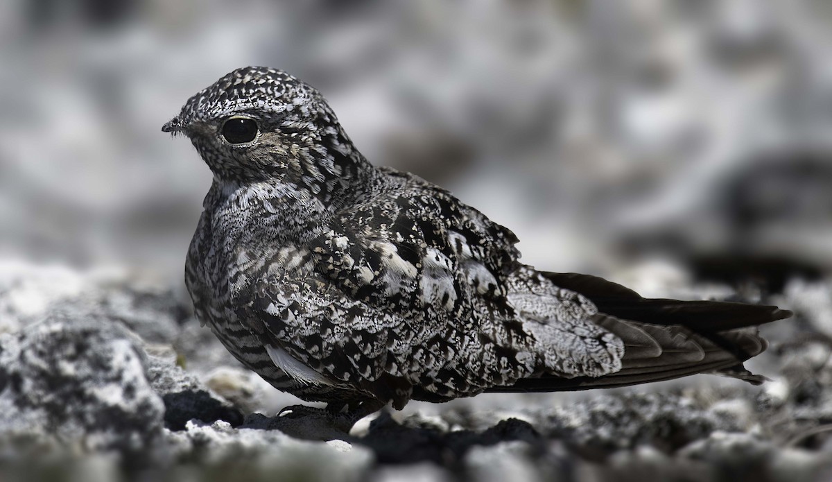 Antillean Nighthawk - Homer Gardin