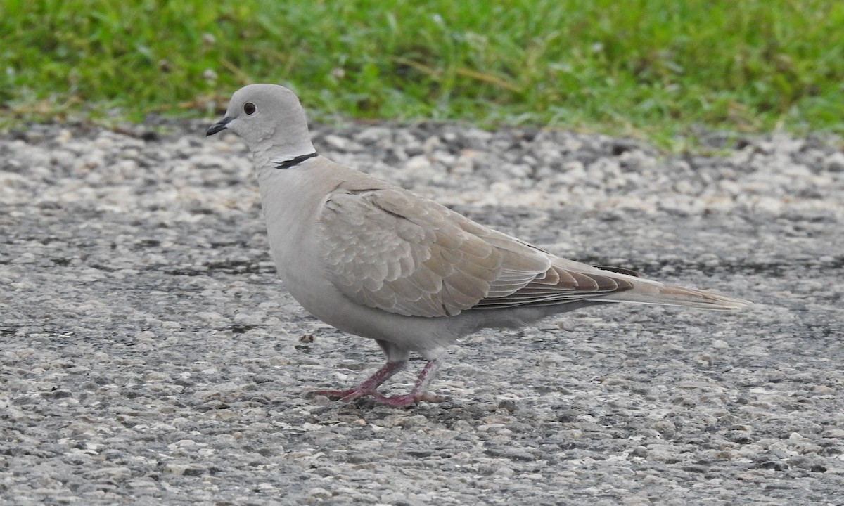 Eurasian Collared-Dove - ML345431201