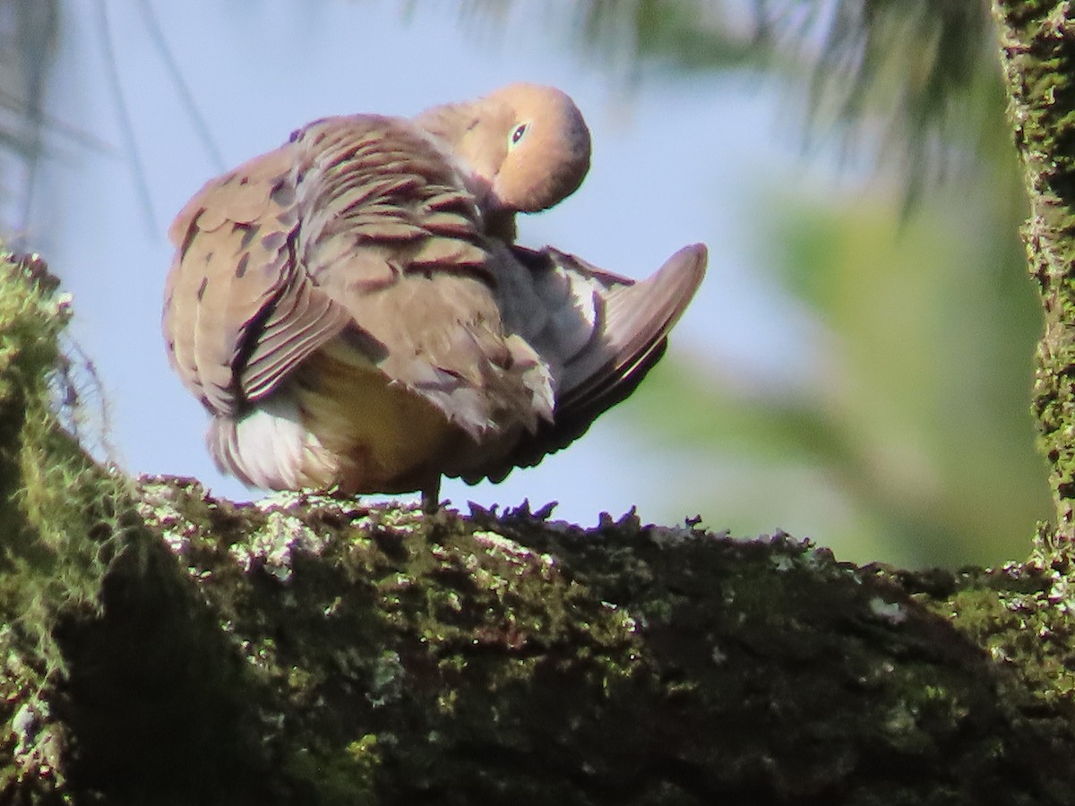 Mourning Dove - Héctor Cano