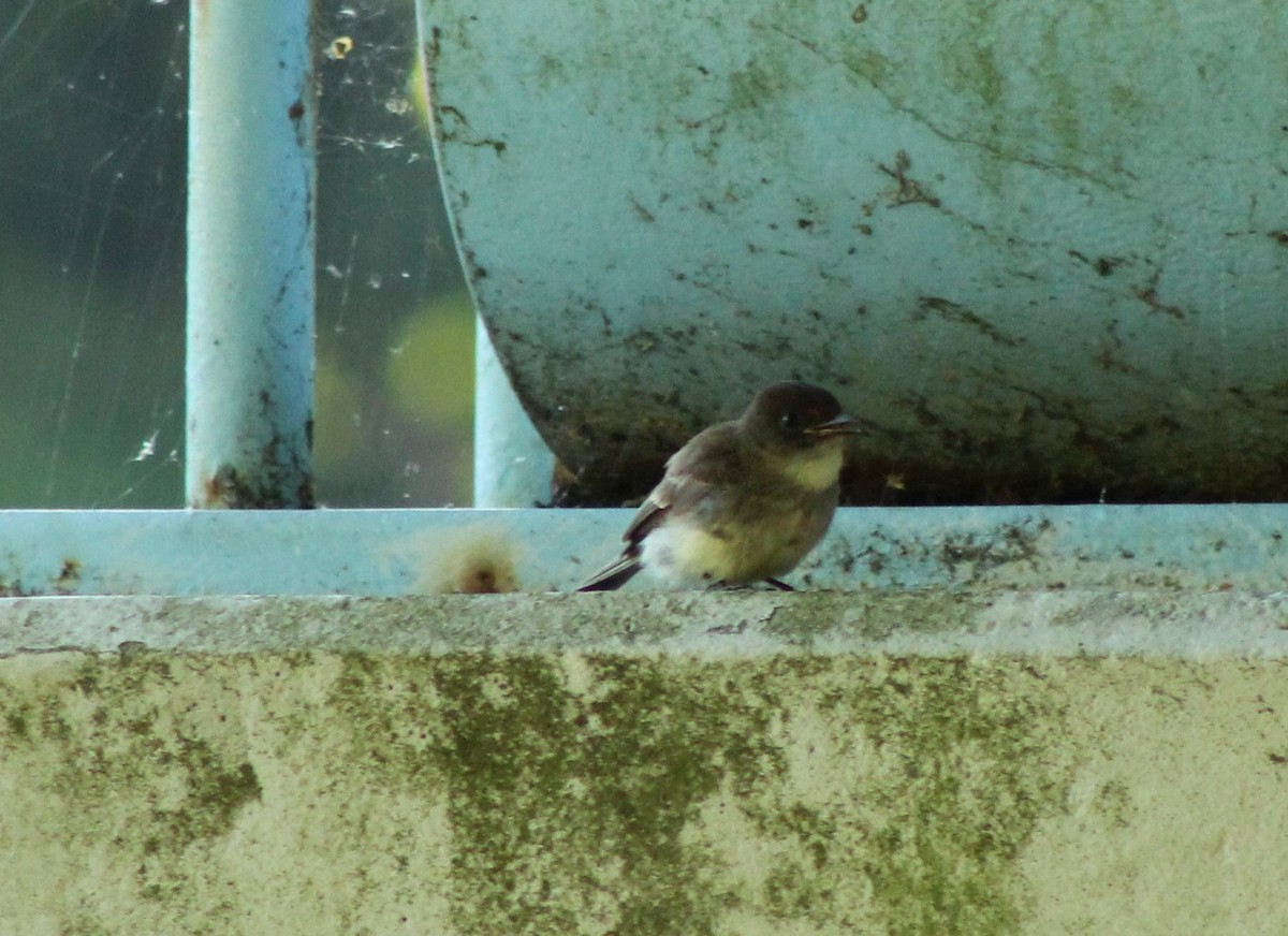 Eastern Wood-Pewee - Cheryl Hogue