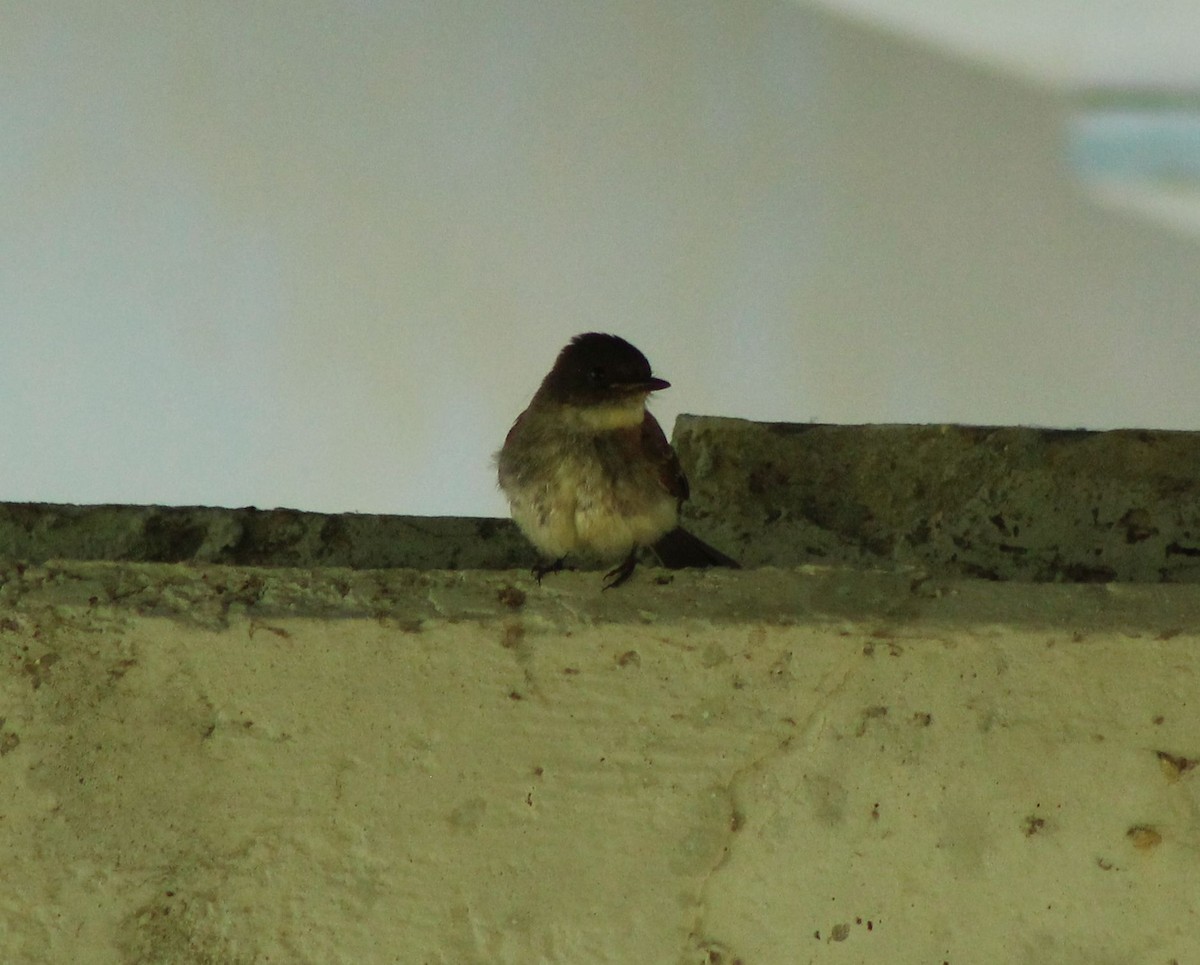 Eastern Wood-Pewee - Cheryl Hogue