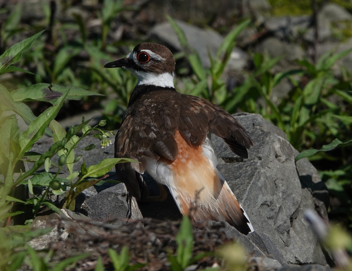 Killdeer - Sophia Wong