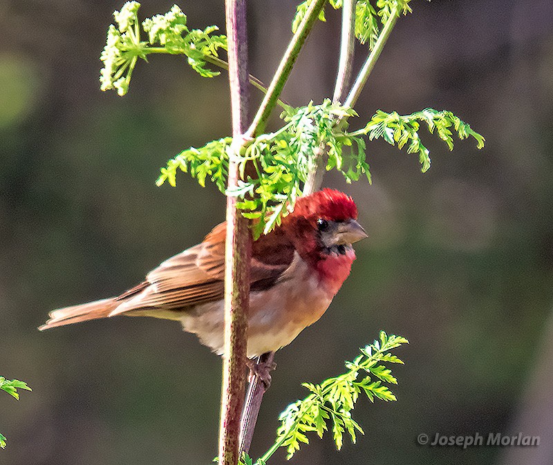 Roselin pourpré (californicus) - ML345433431