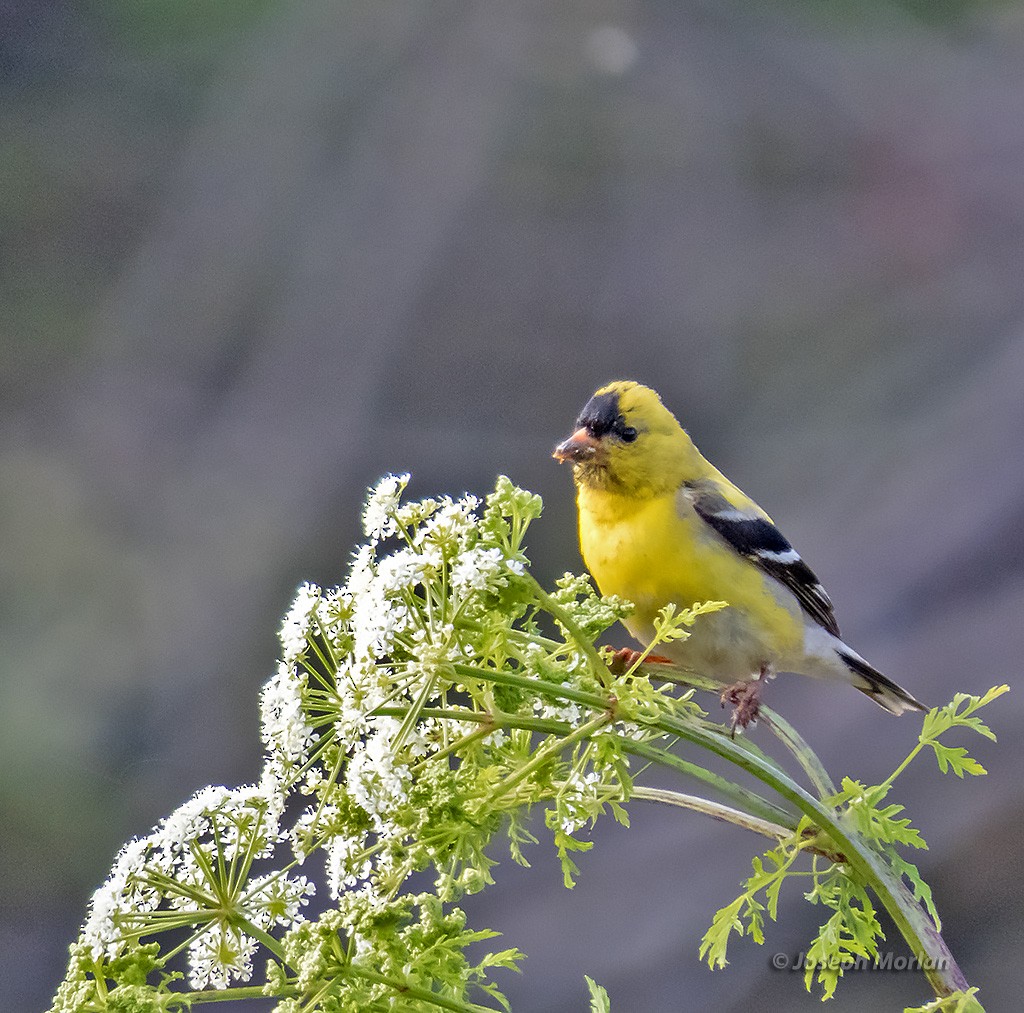 American Goldfinch - Joseph Morlan