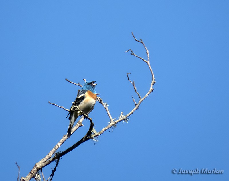 Lazuli Bunting - Joseph Morlan