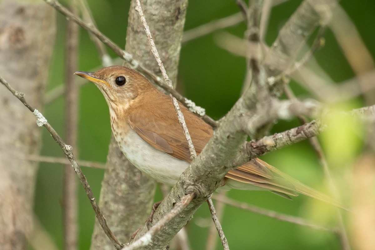 Veery - Gerry Gerich