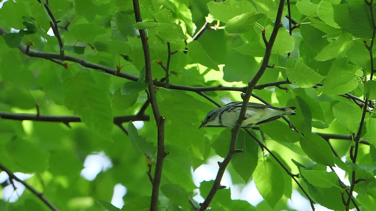 Cerulean Warbler - ML345434511