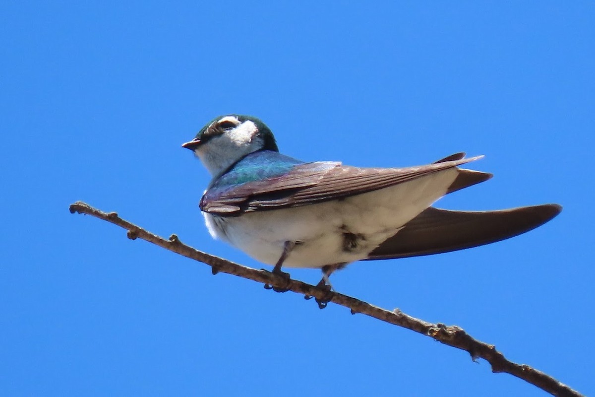 talassinsvale - ML345435131