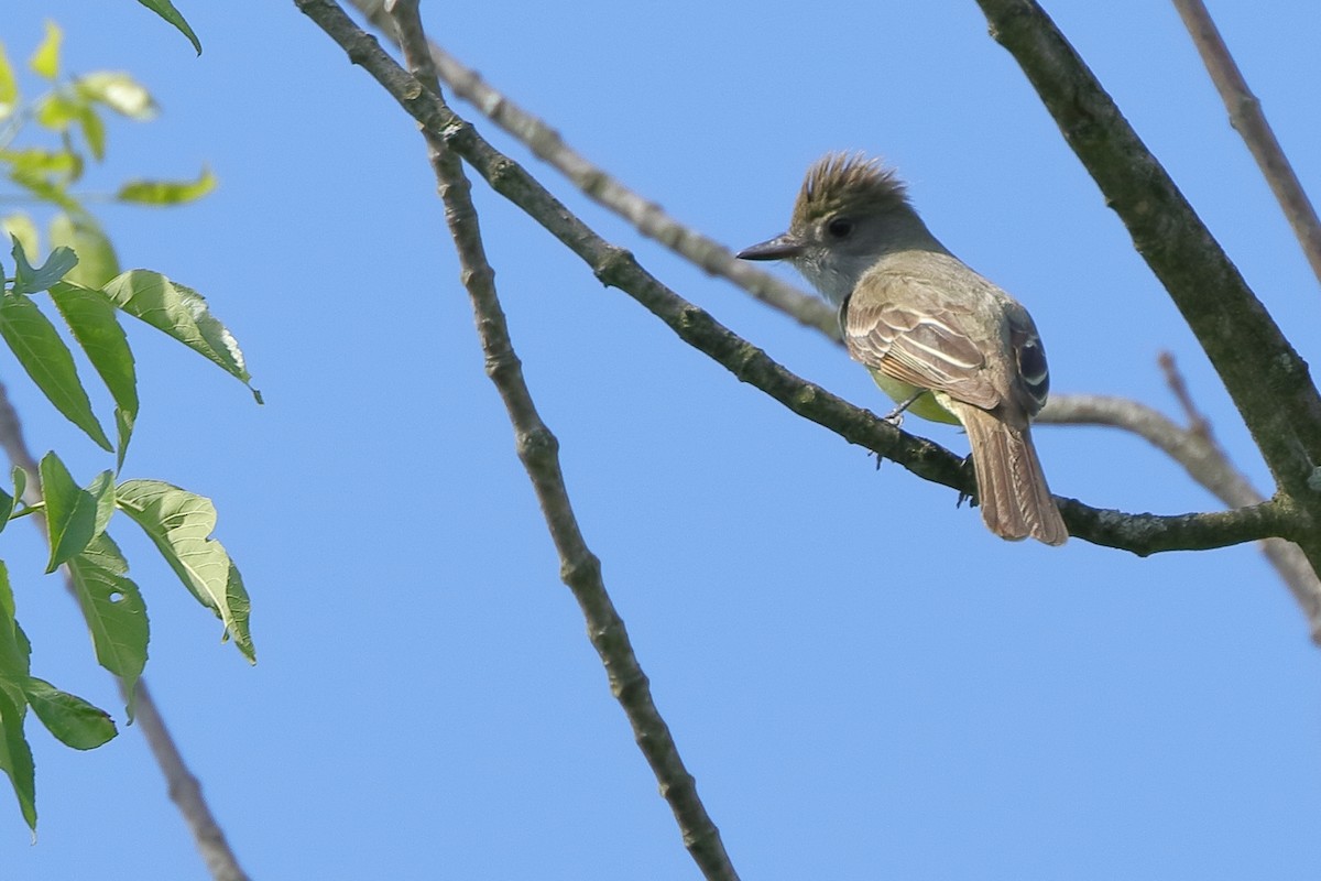 Great Crested Flycatcher - ML345437191