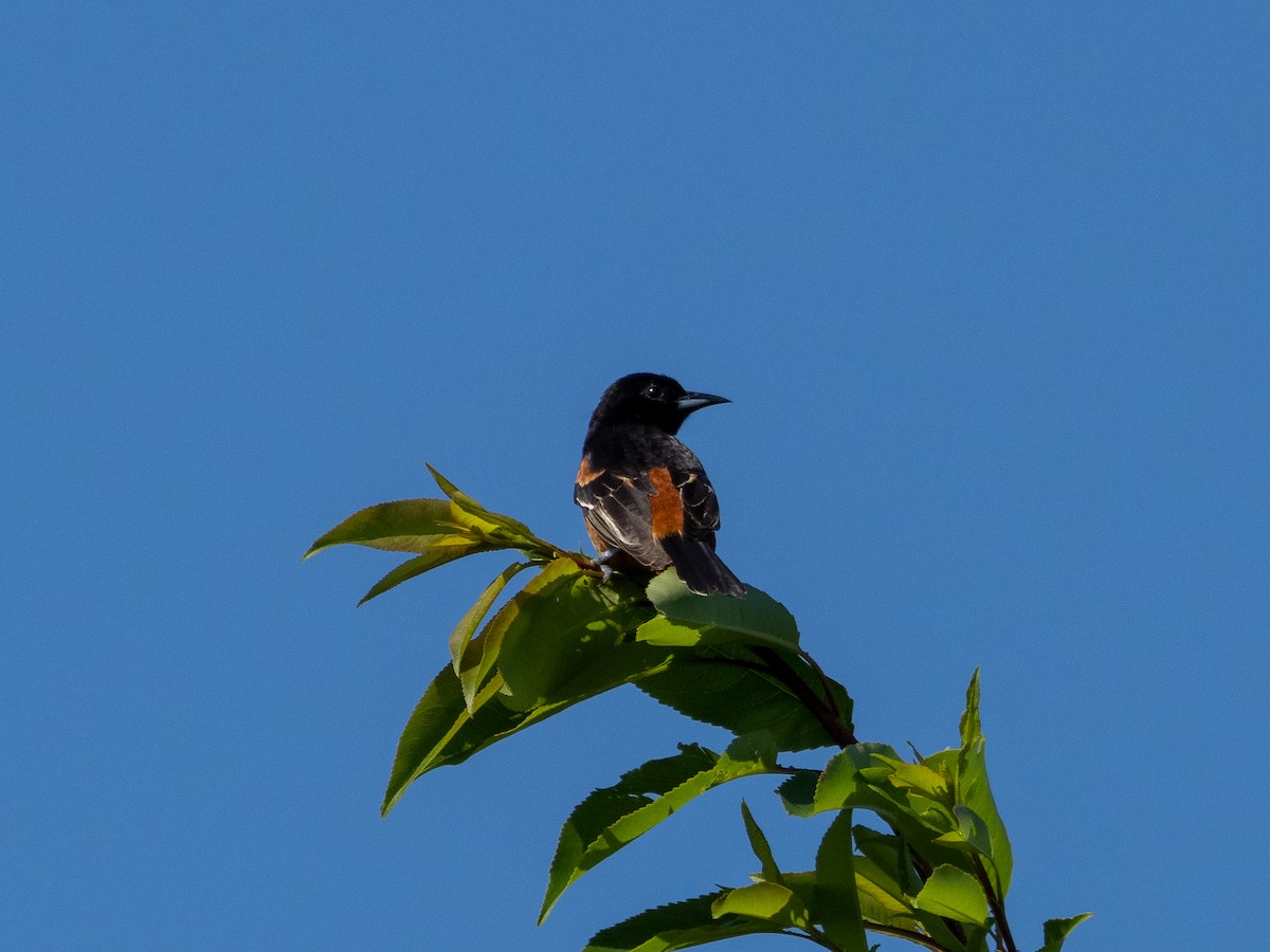 Orchard Oriole - ML345437211