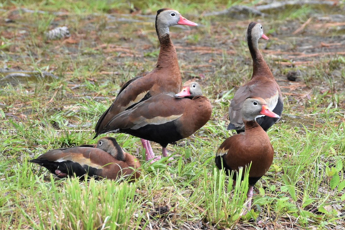 Black-bellied Whistling-Duck - ML345437631