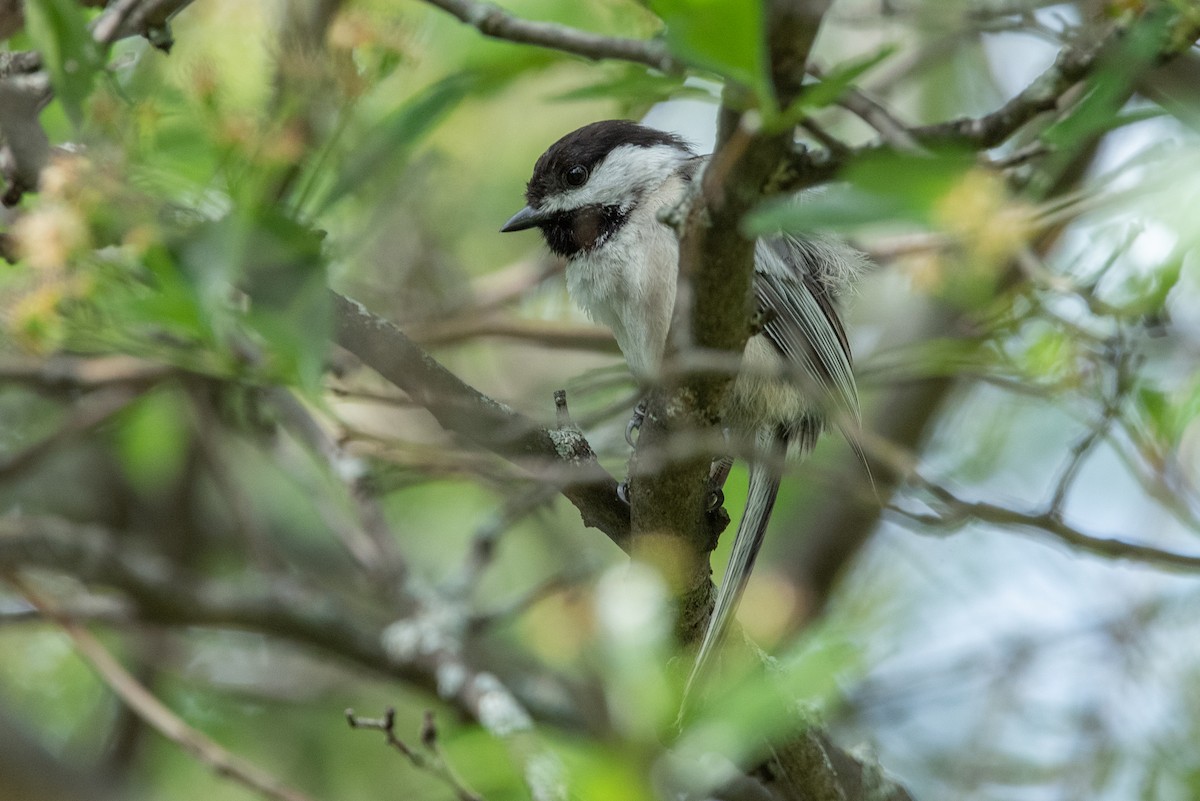 Black-capped Chickadee - ML345438451