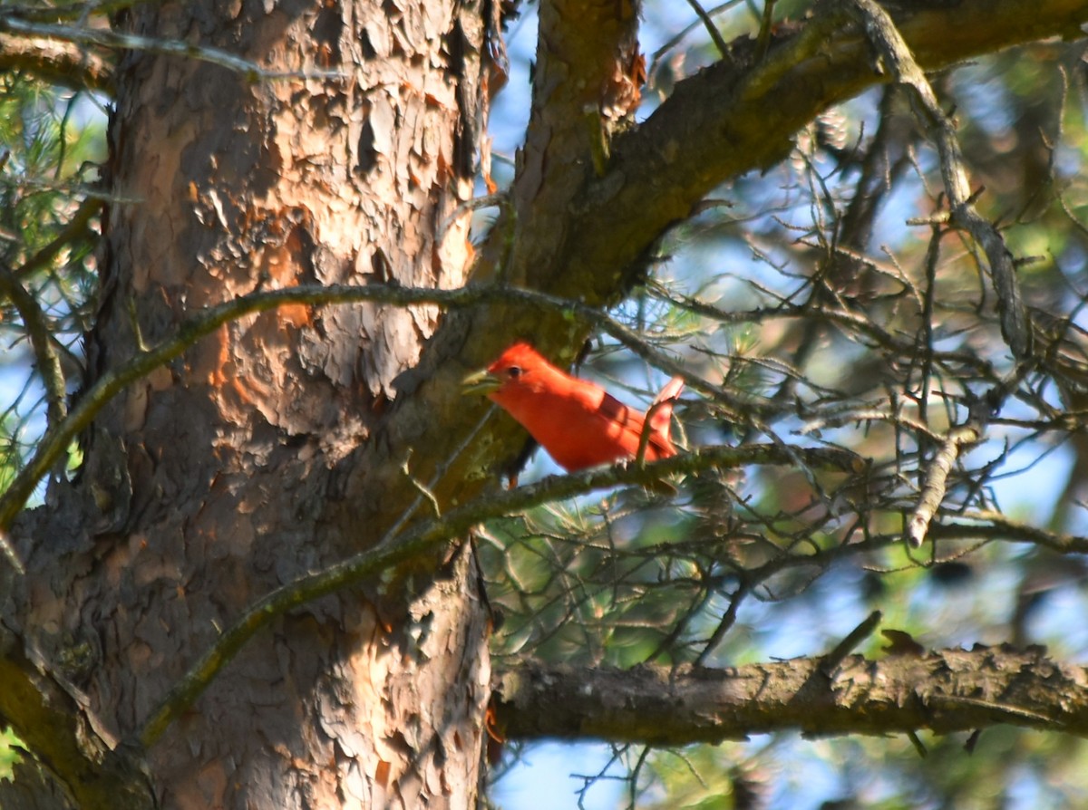 Summer/Scarlet Tanager - ML345438501