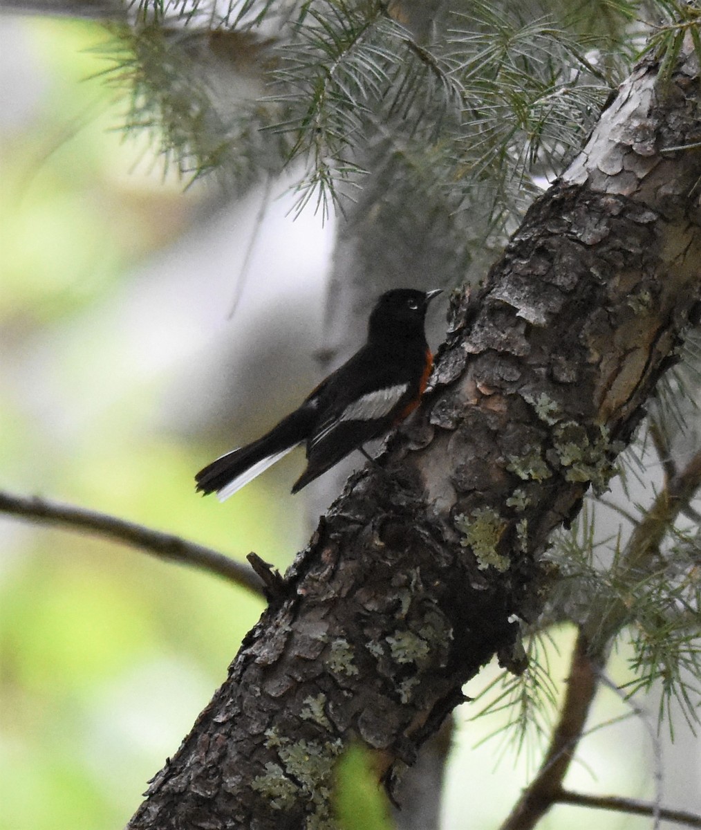 Painted Redstart - ML345438921