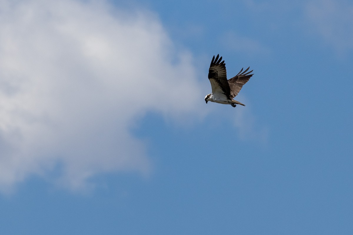 Águila Pescadora - ML345440461