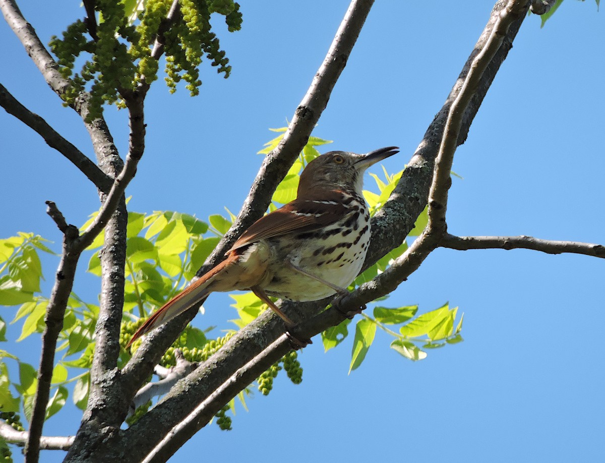 Brown Thrasher - ML345440641