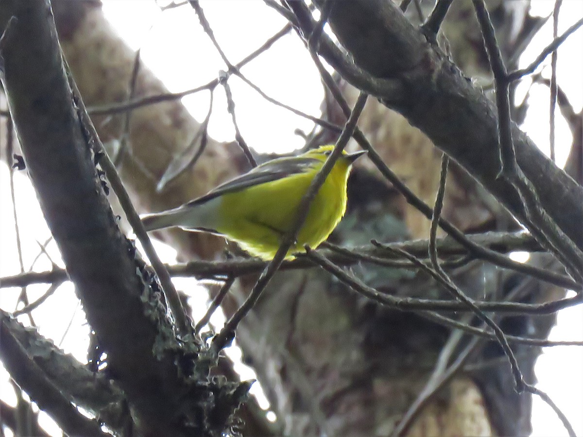 Blue-winged Warbler - ML345440801