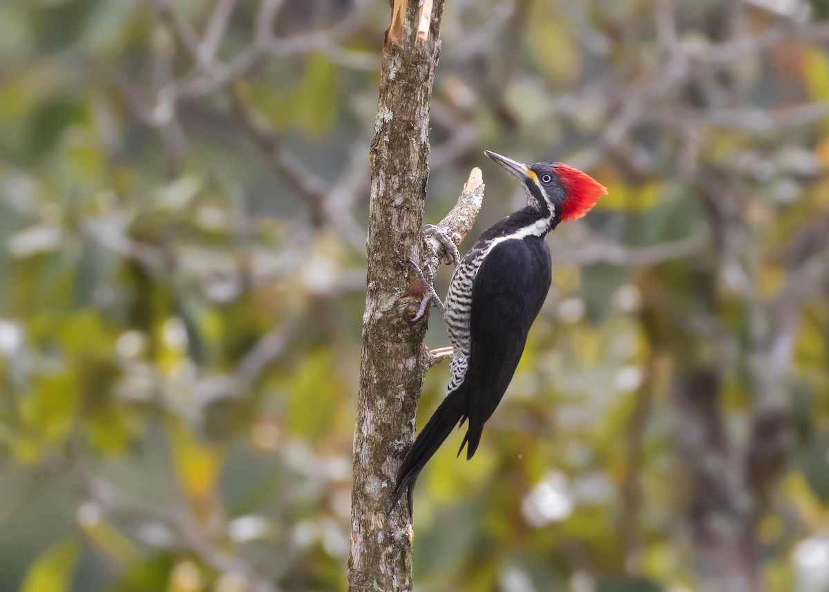 Lineated Woodpecker - Caio Brito