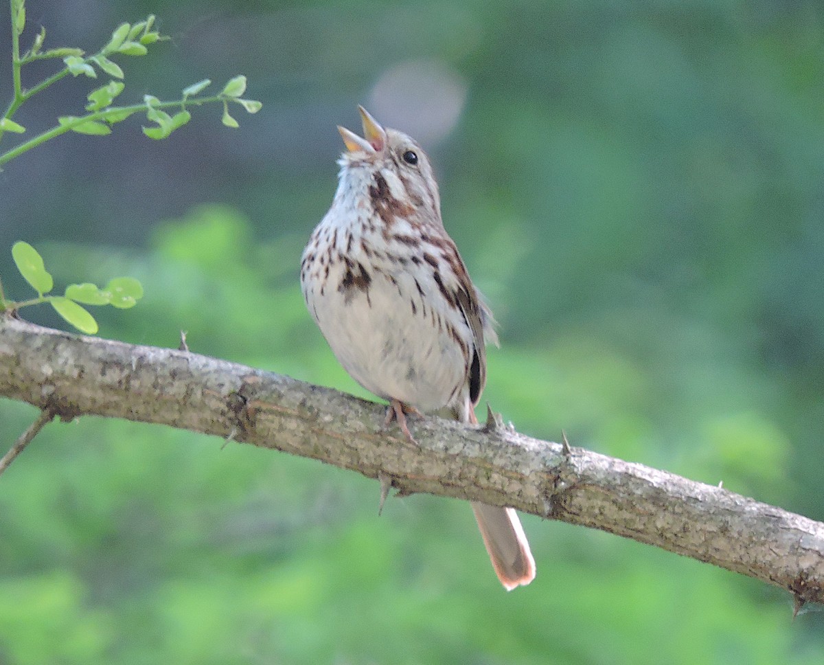 Song Sparrow - ML345441231