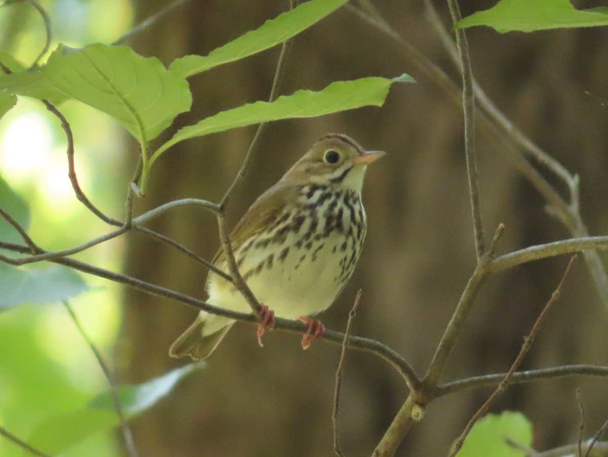 Paruline couronnée - ML345441721