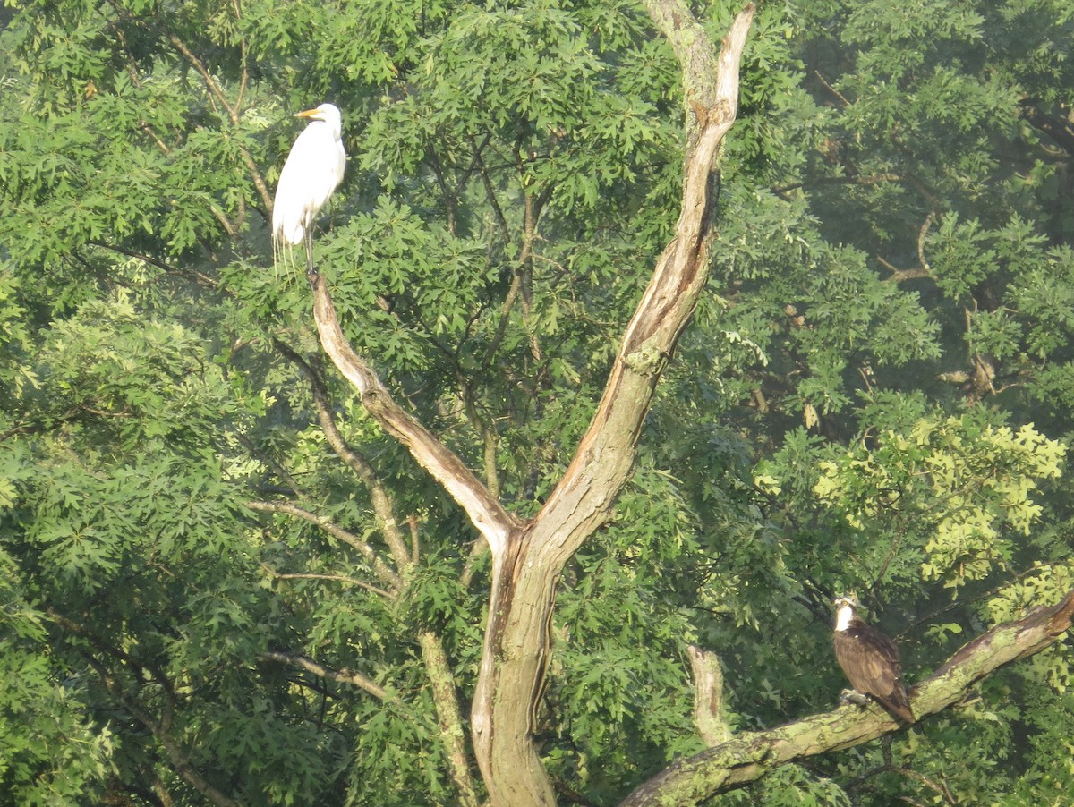 Great Egret - ML345442801