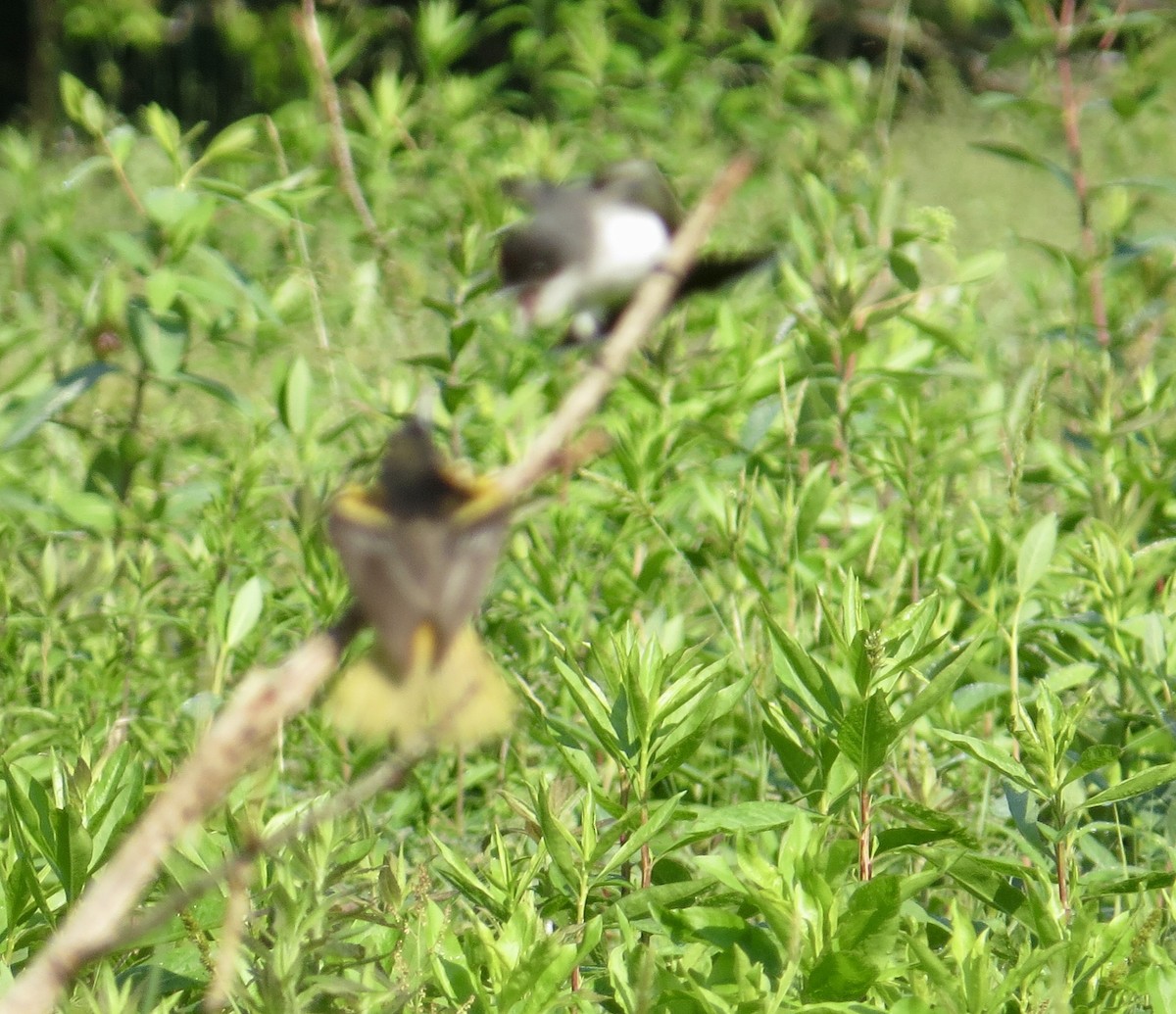 Eastern Kingbird - ML345443161