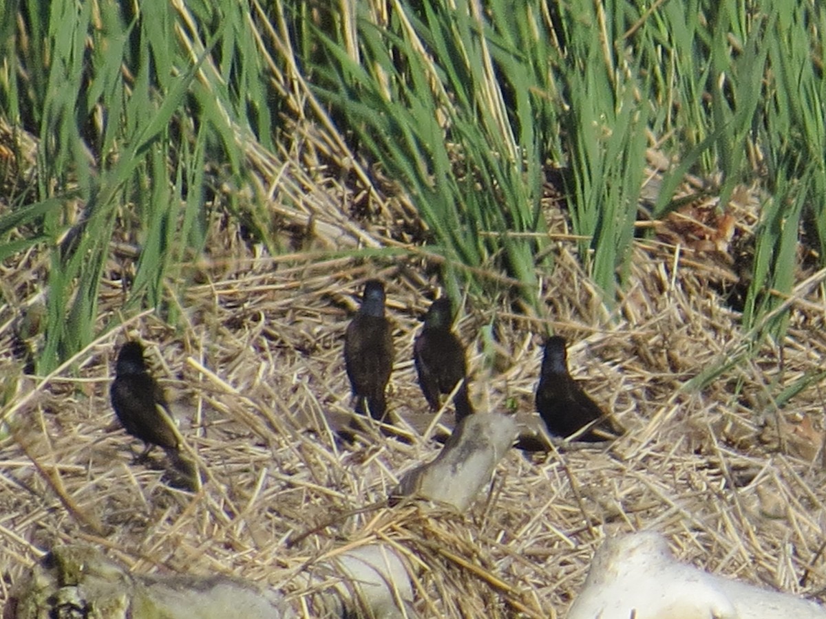 Common Grackle - ML345443981