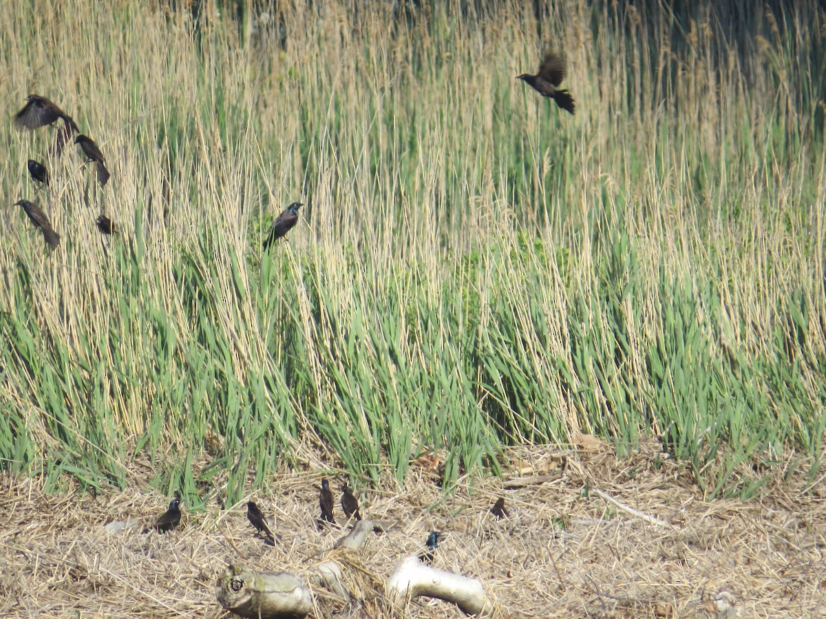 Common Grackle - ML345444221