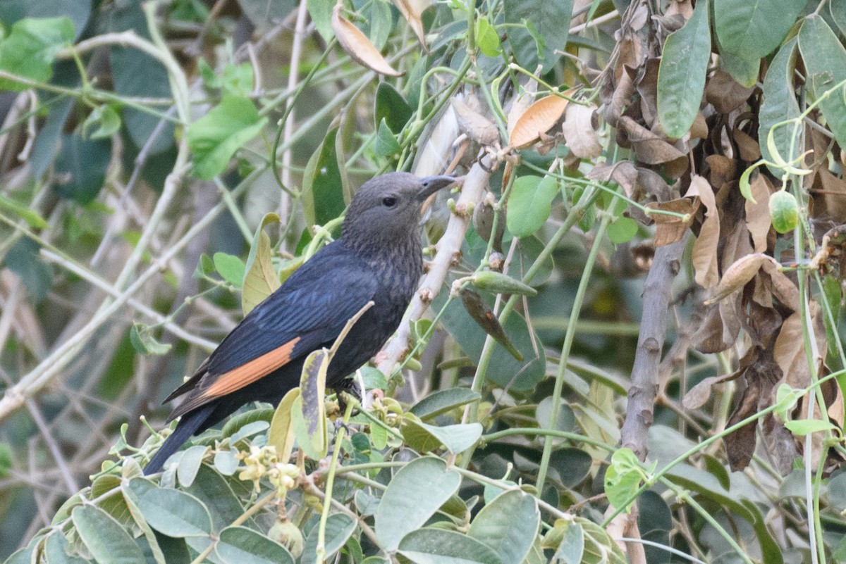 Tristram's Starling - Nick's  Eye View