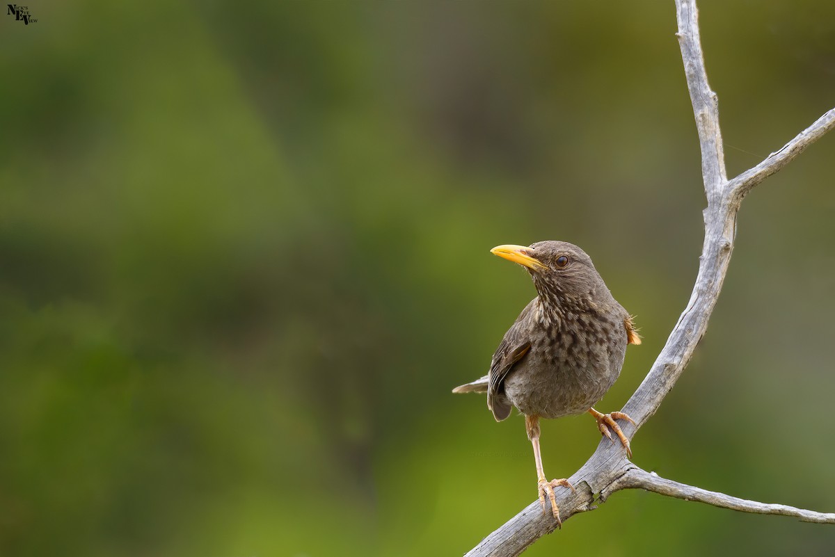 Yemen Thrush - ML345444481