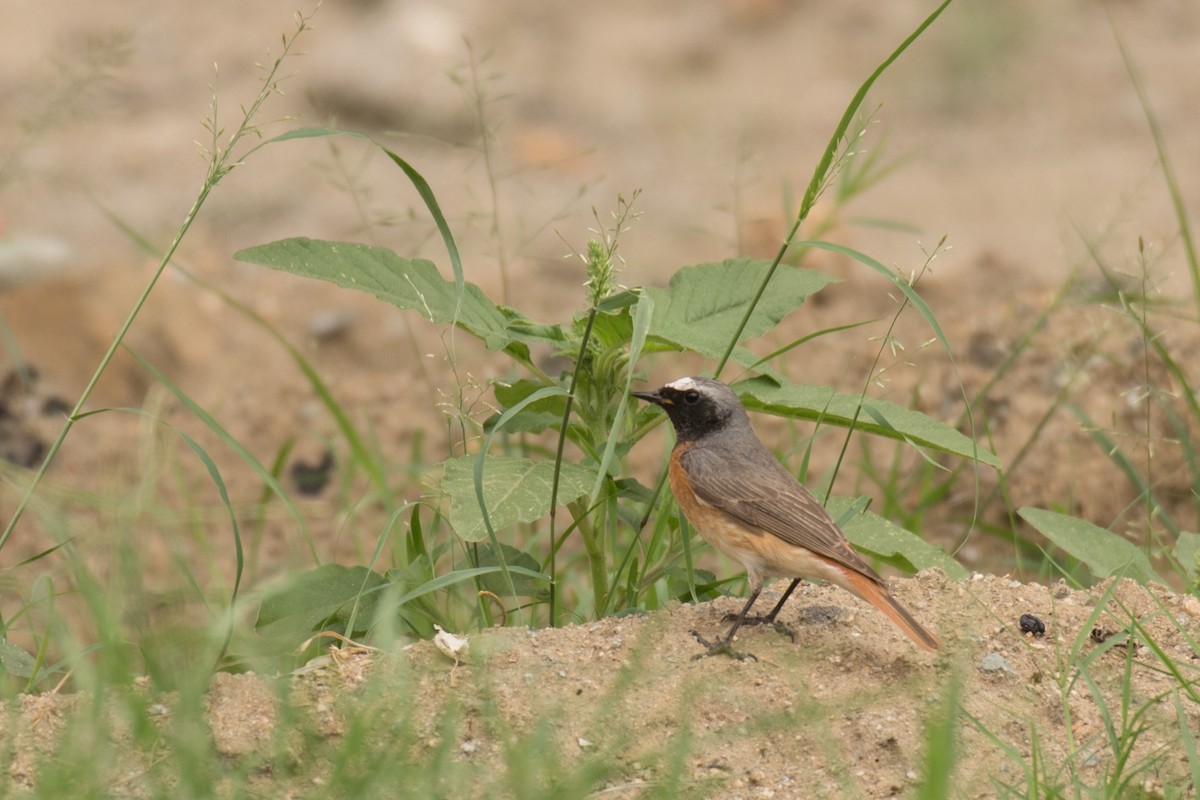 Common Redstart - ML345444571