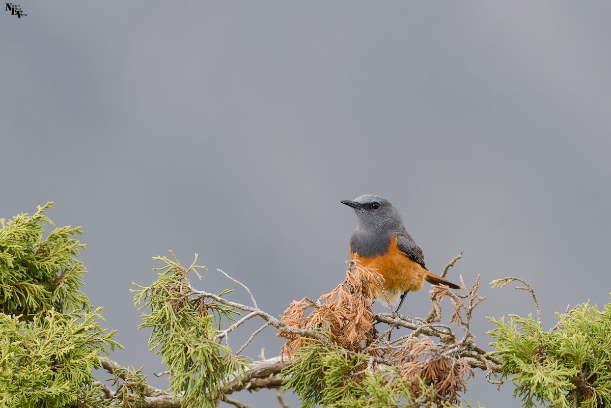Little Rock-Thrush - ML345444691