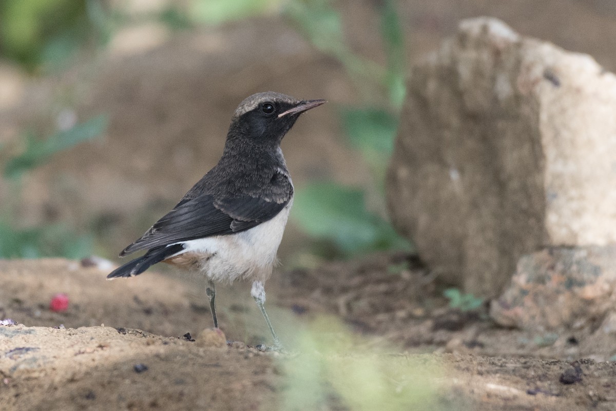 Pied Wheatear - ML345444741