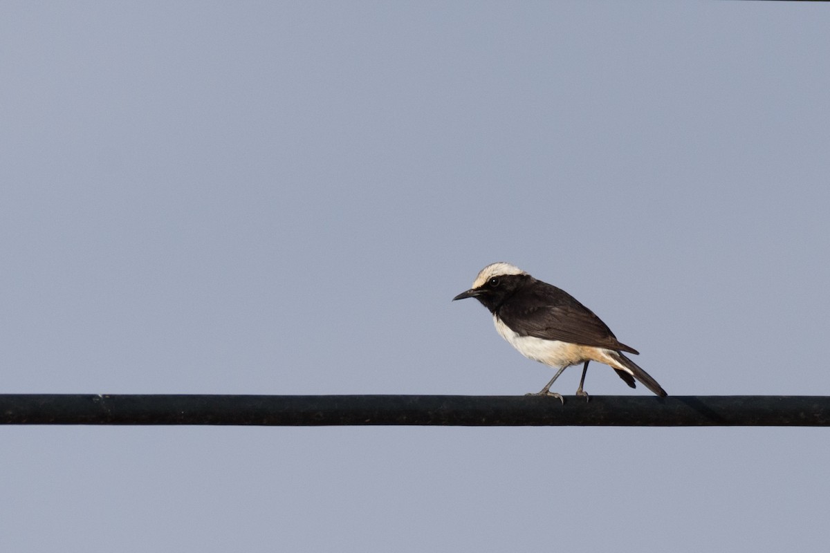 Arabian Wheatear - ML345444761