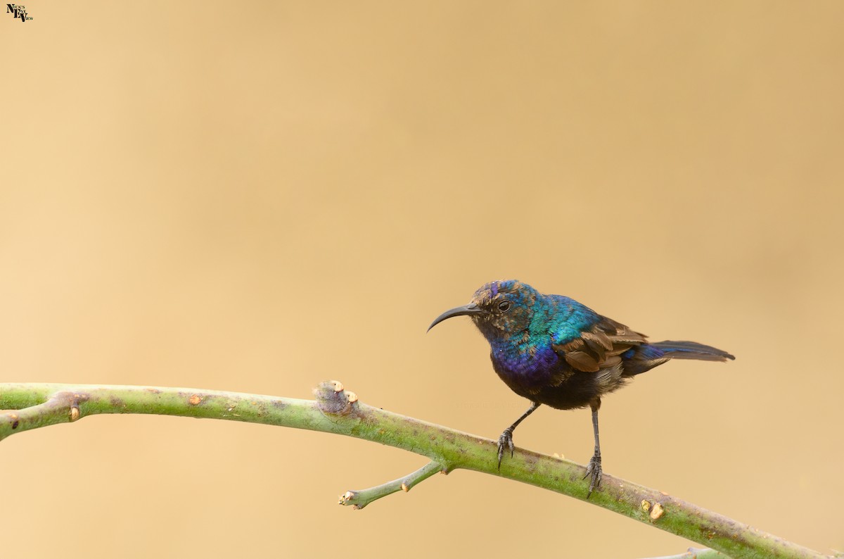 Palestine Sunbird - ML345444801