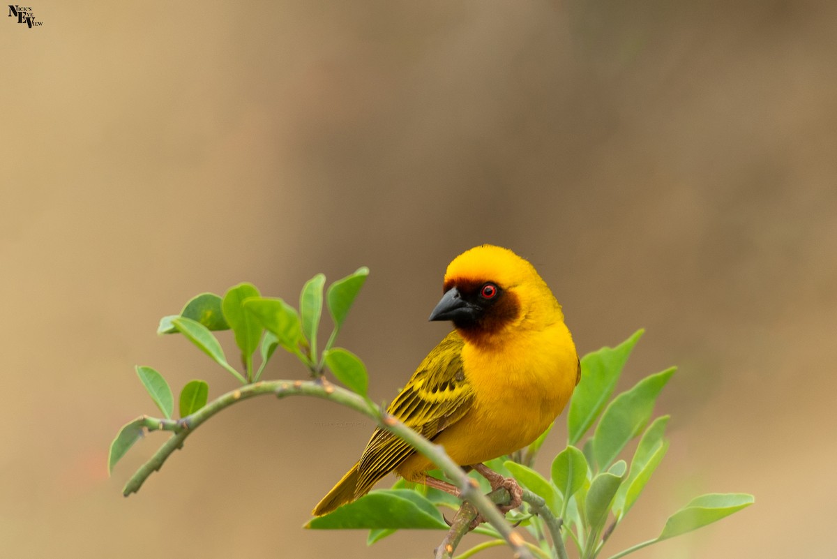 Rüppell's Weaver - ML345444831