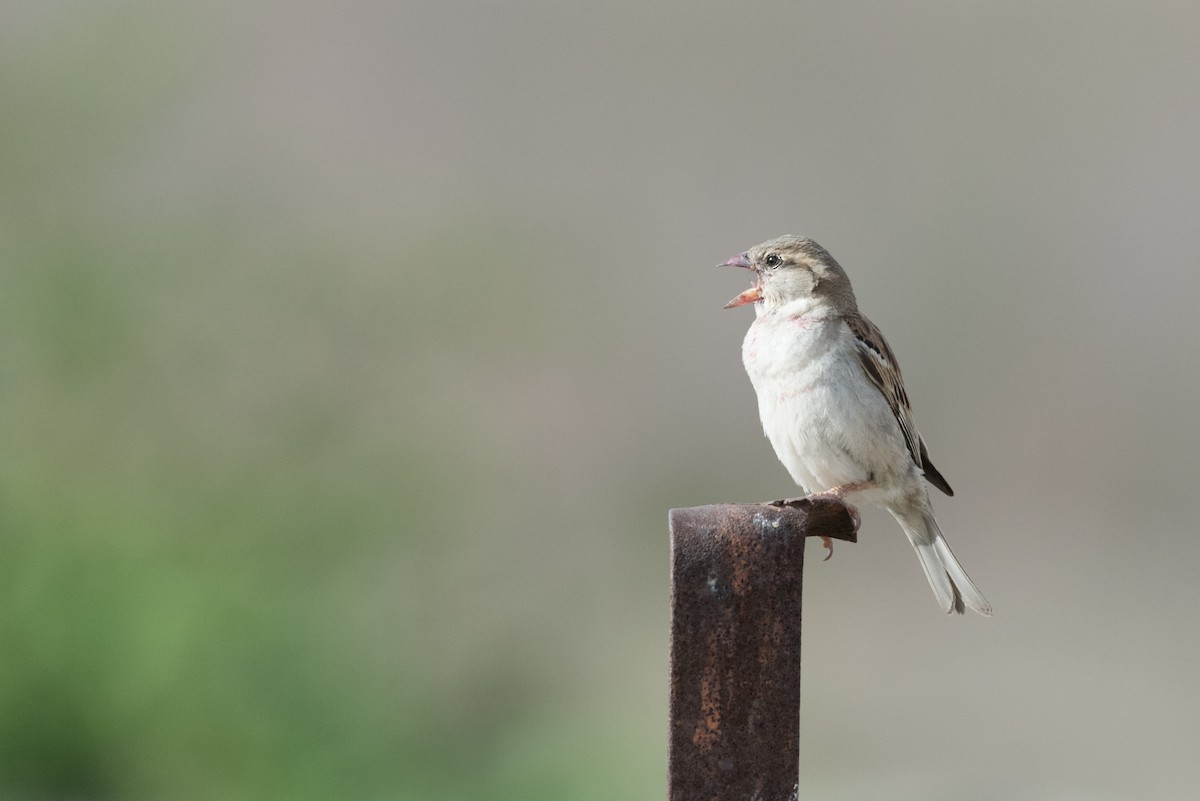 House Sparrow - ML345445001