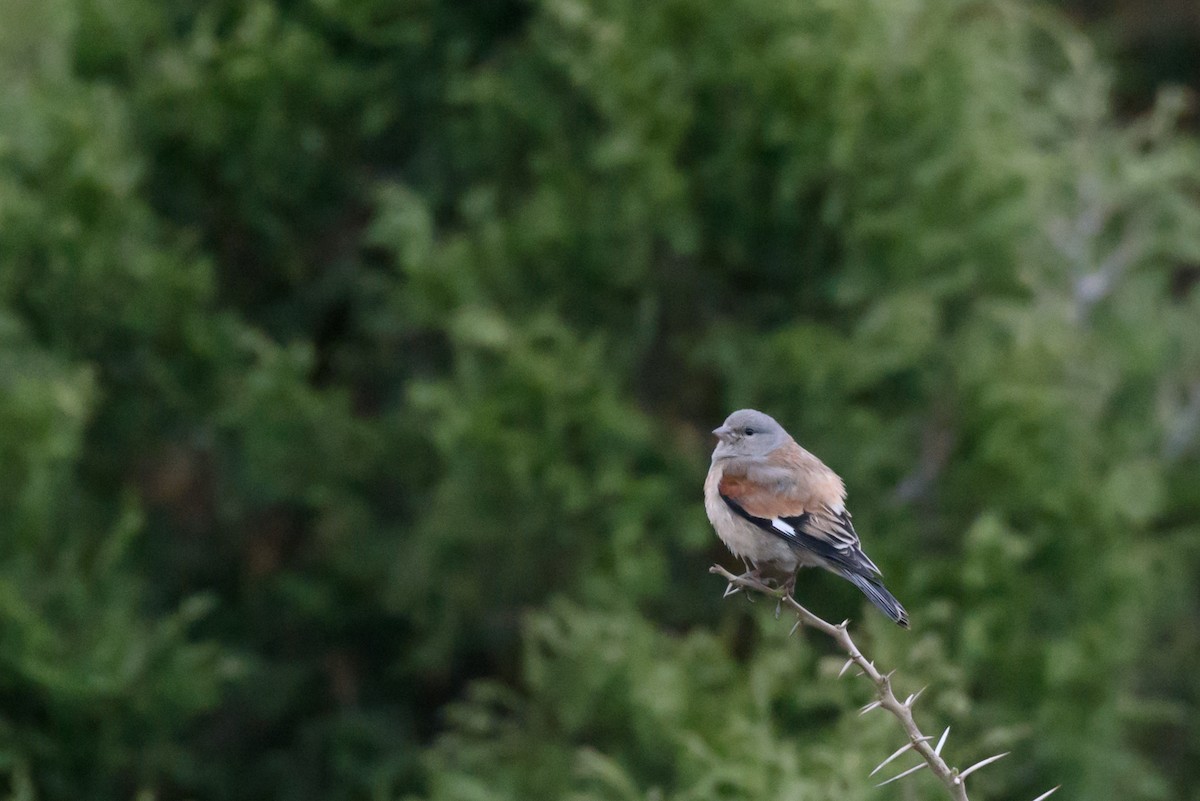Yemen Linnet - ML345445041