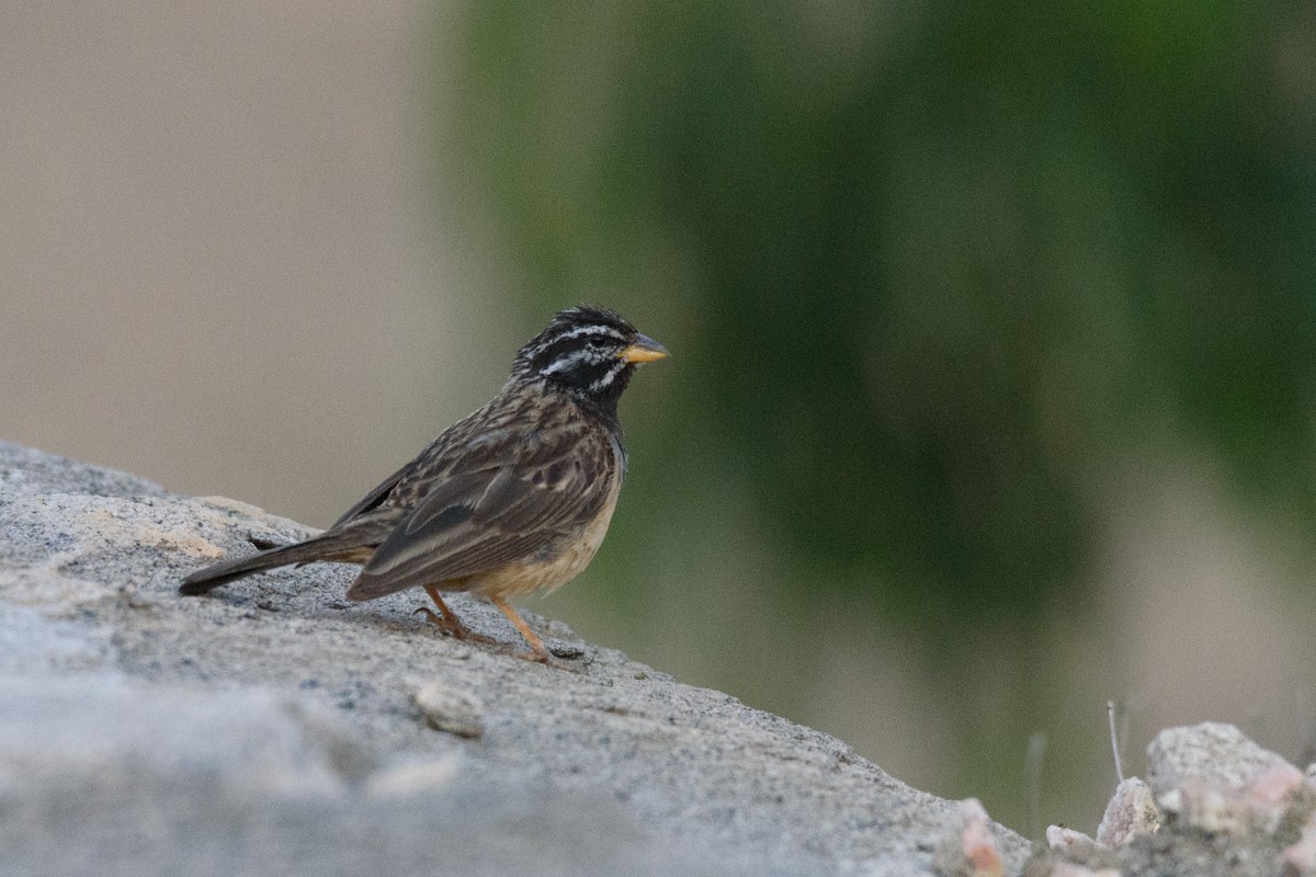 Cinnamon-breasted Bunting - ML345445131