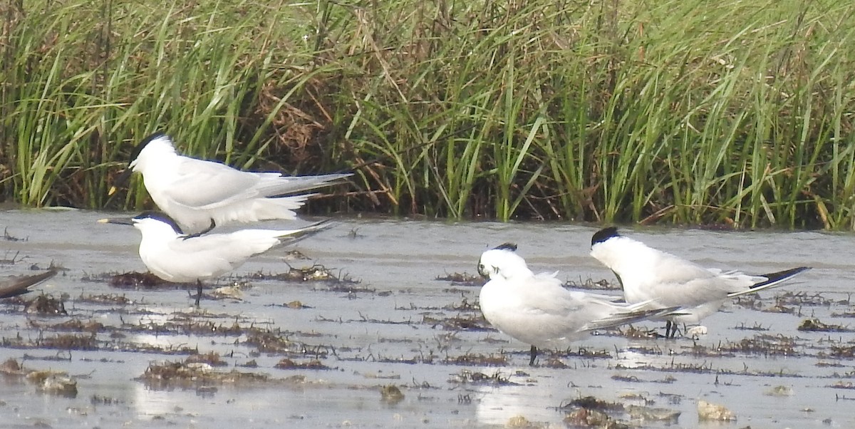 Sandwich Tern - ML345445711