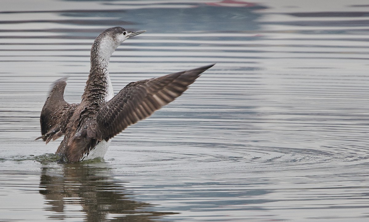 Red-throated Loon - ML345446271
