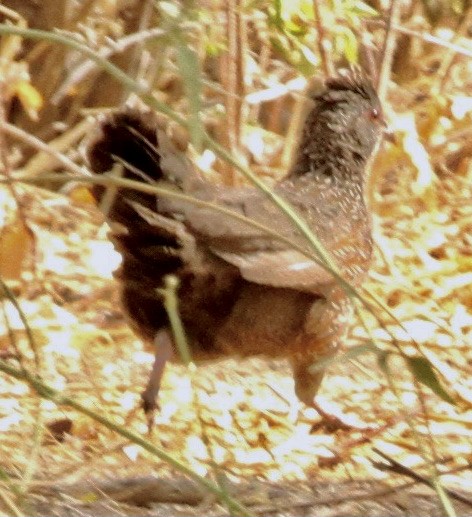 Stone Partridge - ML345446941