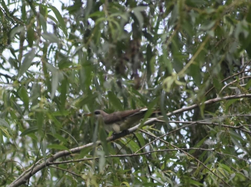 Yellow-billed Cuckoo - ML345447871