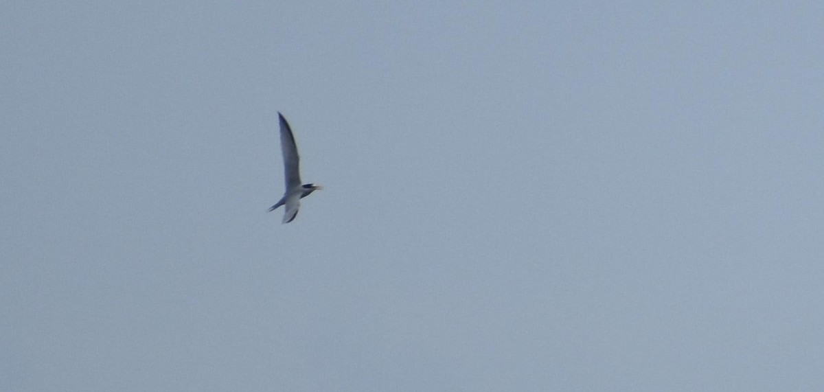 Least Tern - ML345447961