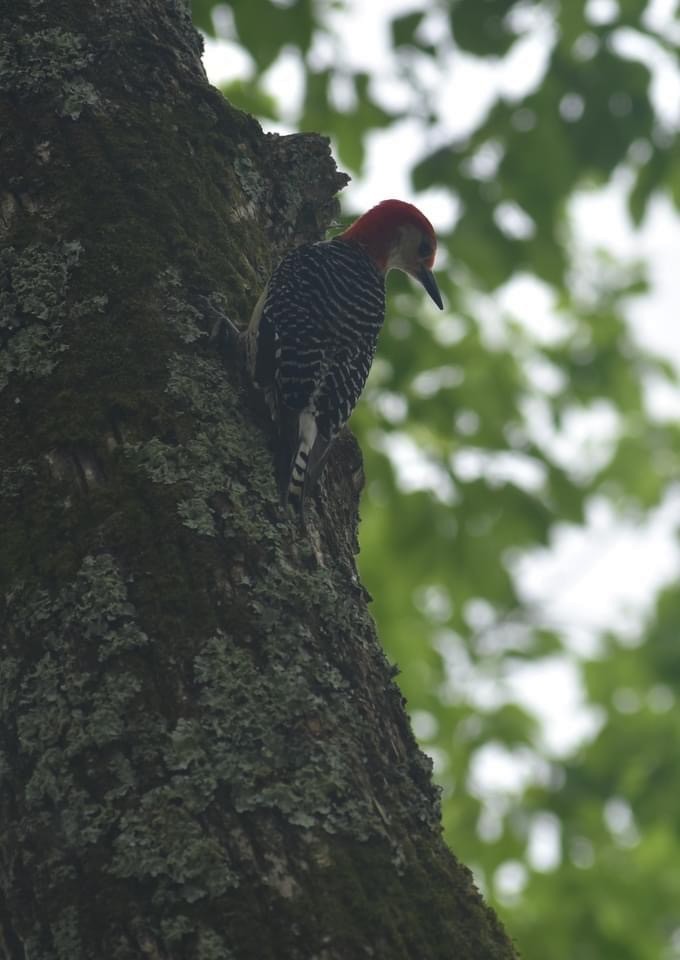 Red-bellied Woodpecker - ML345448061