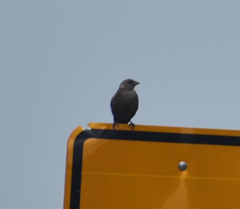 Brown-headed Cowbird - ML345448211