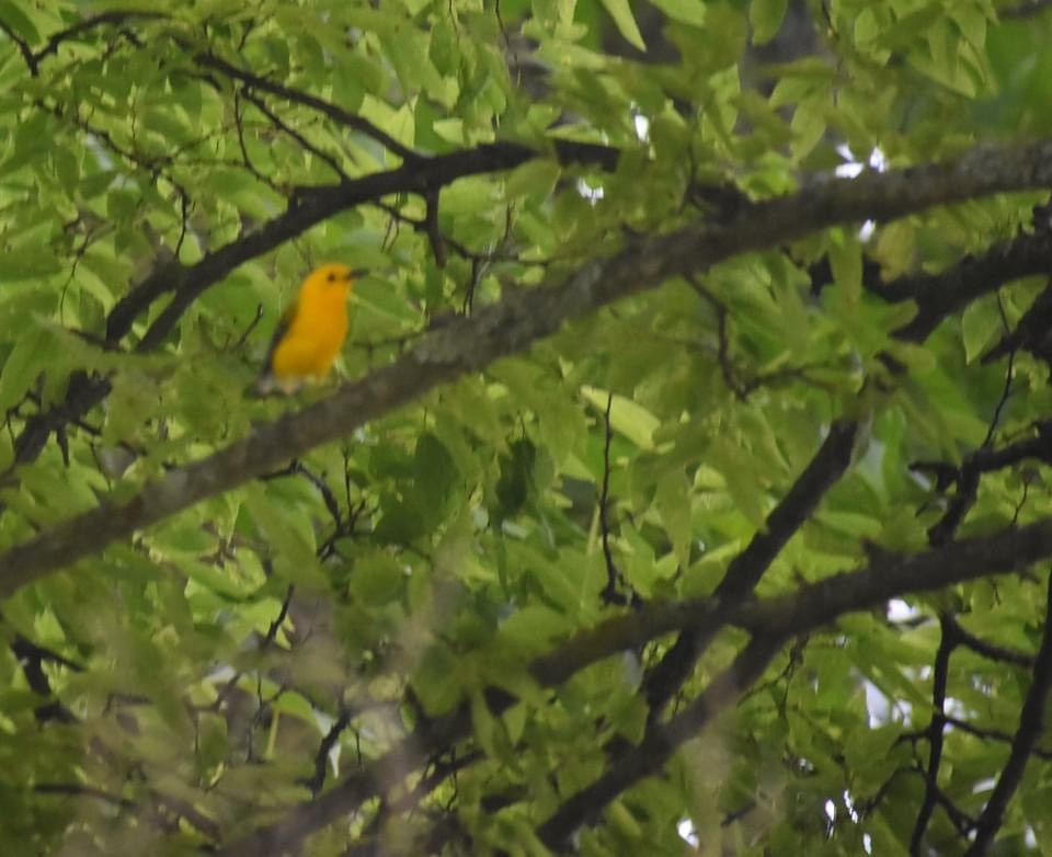 Prothonotary Warbler - ML345448231