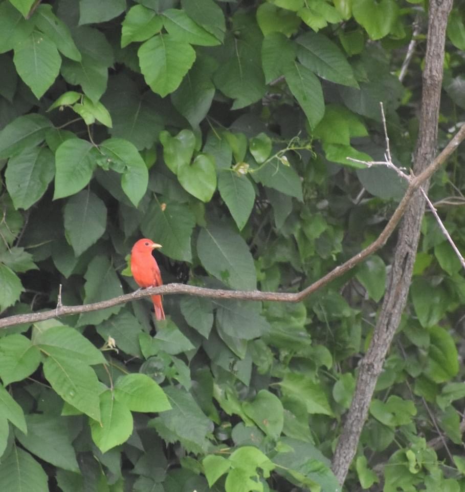 Summer Tanager - ML345448271