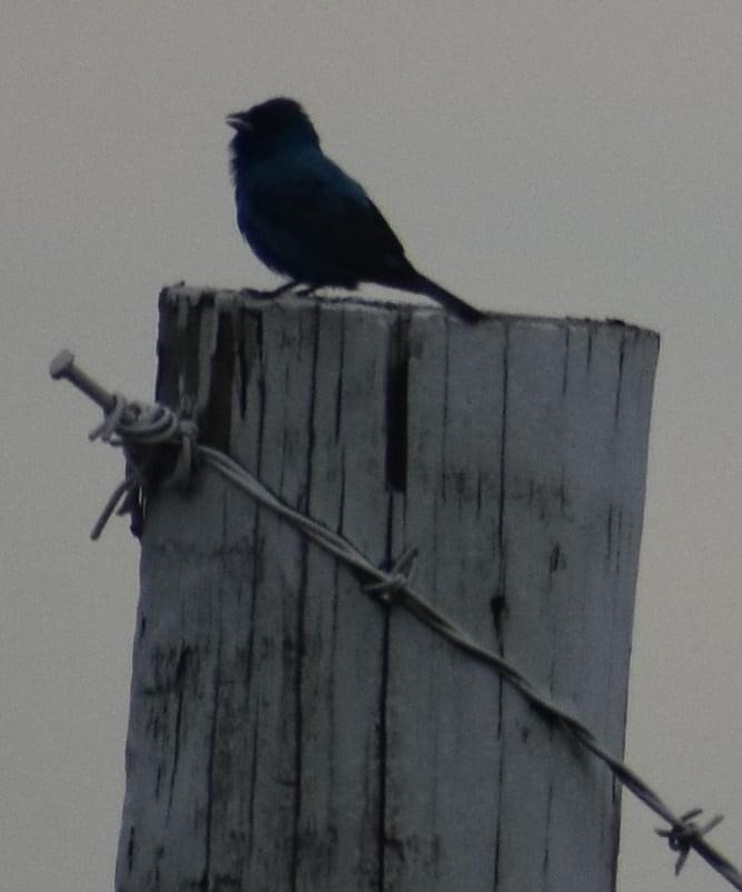 Indigo Bunting - ML345448371