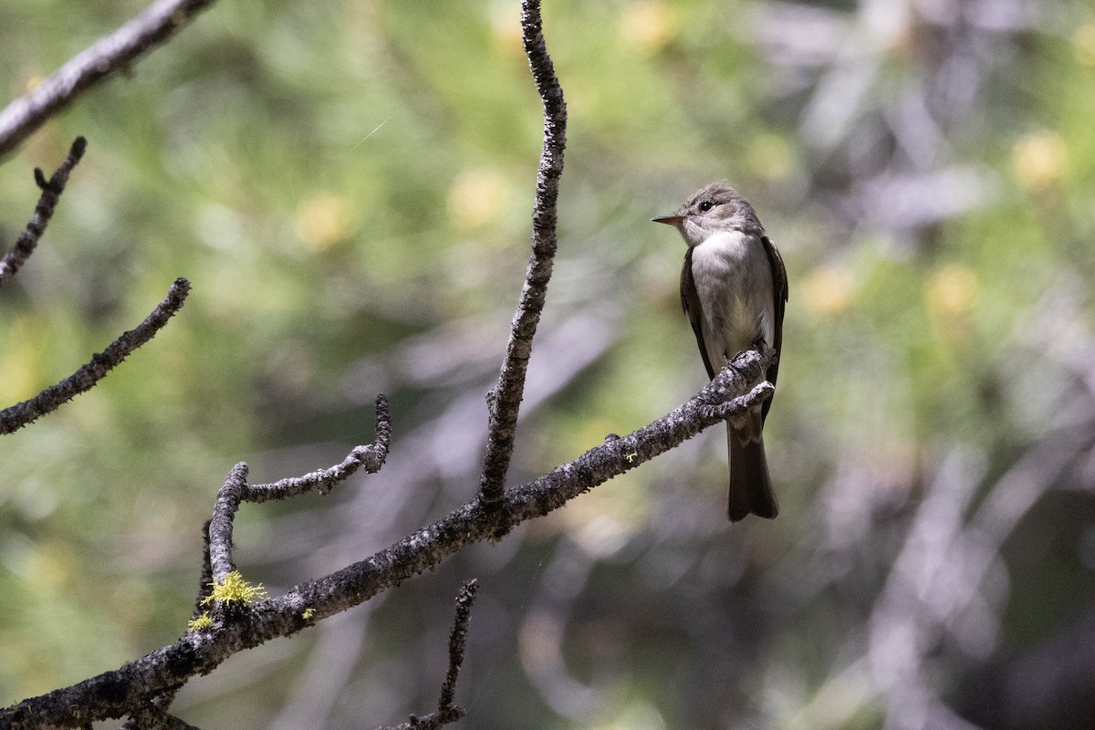 Western Wood-Pewee - ML345451261